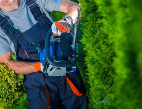 Sustainable Landscaping: 5 Eco-Friendly Ideas to Inspire You