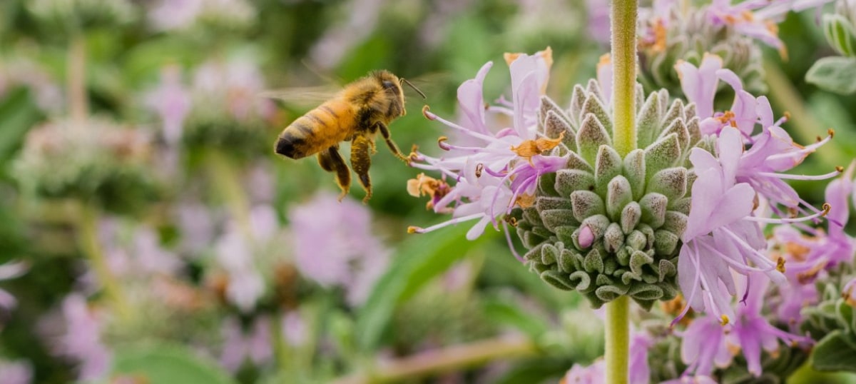 Butterfly and Bee Haven