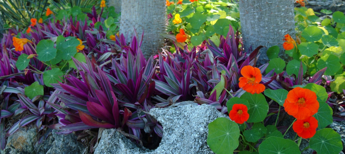 Delicious Edible Flower Gardens