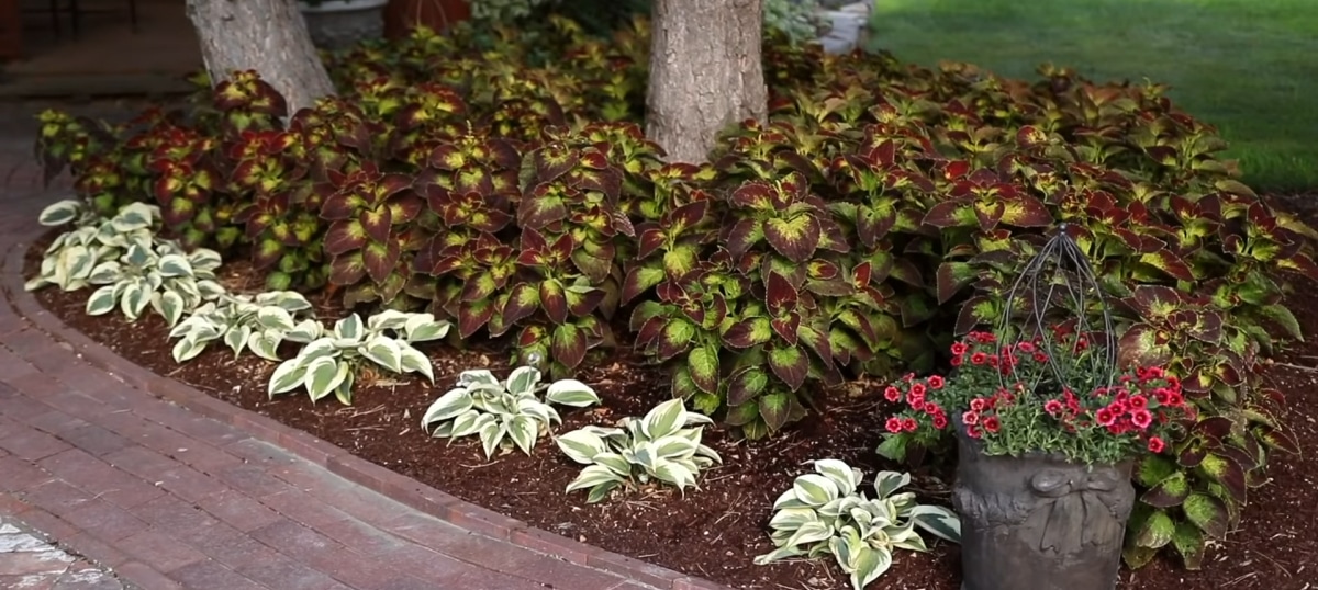 Ferns and Shade-Loving Plants