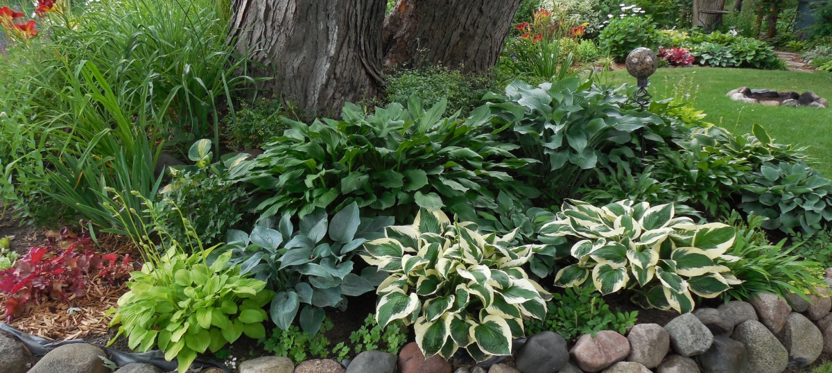 Ferns and Shade Loving Plants 02