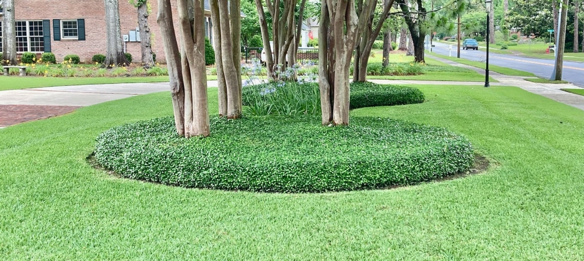 Ground Covers