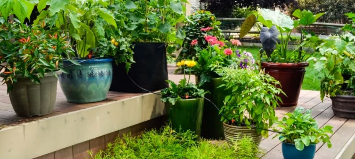 Container Gardening